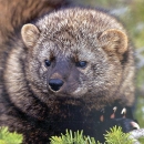 a close up photo of a fisher's face