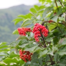 elderberries on the bush