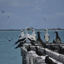 Masked boobies sit on a dilapidated dock with Johnston Island sitting in the background.
