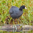 Black bird with yellow legs sitting by waters edge.