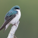 Blue and white bird
