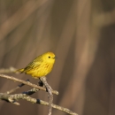 Yellow warbler perches on branch in sunlight.