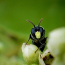 Male yellow-faced bee