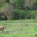 Asian Elephant in Thailand
