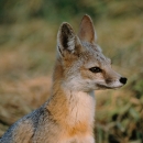 a sitting kit fox