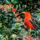 An ʻiʻiwi stands on a branch. It has bright red feathers with black wings. Its long, curved beak is open.