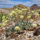 Tiehms buckwheat Patrick Donnelly Center for Biological Diversity