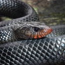A closeup portrait of a female eastern indigo snake shows the iridescent black scales with a coral hue tinting her jaw and nose.
