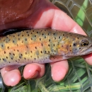 Yellow and green fish held in hand within a net.