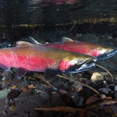 Three adult Coho Salmon swimming in Silver Springs, WA State