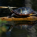 Painted turtle basks on a log partially submerged in murky waters.