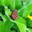 Taylor's checkerspot butterfly on leaf