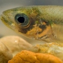 Close up of a Delta smelt
