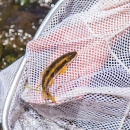 A small, yellow and brown fish in a net
