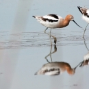 Four tan-black-and-white birds with long gray bills probing sand for food at the beach