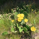 Yellow flowering prickly pear cactus in a field