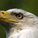 An image of a Bald Eagle.