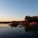 A wetland reflects the blue sky with the sun setting off picture. Trees and shrubs glow in the warm light.