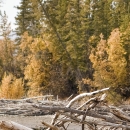 A man in hunting gear standing in a forest opening using a moose call