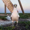 A white bodies masked booby stands in front of the Baker Island National Wildlife Refuge sign. The sign is covered in bird guano and tilted over, while the masked booby stares directly into the camera. 