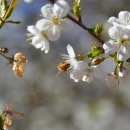 Wild bee in pollinator garden at Two Ponds NWR