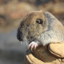 Mazama Pocket Gopher