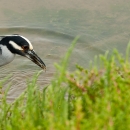 Yellow crowned night heron catching a crab.