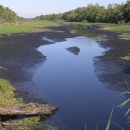 Bayou with forested edges