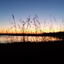 Sunrise through prairie grasses