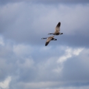Two Canada geese flying in the air