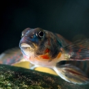 A colorful red and blue fish underwater looking into the camera