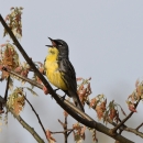 A yellow-breasted bird sits on a branch and opens its beak and sings