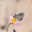 Smith's Blue Butterfly