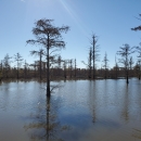 Autumn at Cypress Creek NWR