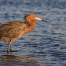 A reddish egret wades in shallow estuary waters