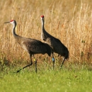 Two Mississippi sandhill cranes walk through a wet pine savanna