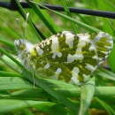 Green and white island marble butterfly on a blade of grass