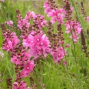 Pink flowers of Nelson's checker-mallow