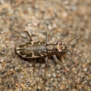 iradescent grren/black and tan insect on beach sand