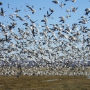Snow Goose (Anser caerulescens)