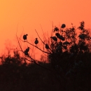 A group of birds perched on trees