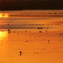 Matlacha NWR sunrise bright orange across the water
