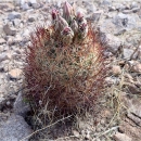 a short round cactus with long dark red spines and pink flowers