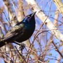 An iridescent black, blue and purple bird perched on a spring tree branch