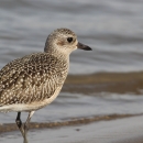 A speckled black and light brown bird walking along the shore