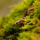 An orange salamander with black spots walking on moss