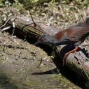 A black and brown bird with red eye and orange legs on a log on the bank of a wetland