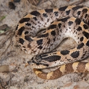 A black, grey and yellow snake with a rounded head