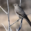 A grey bird whose feathers grow increasingly dark as you move from beak to tail feathers