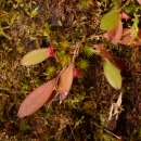 A flowering plant with a tiny orange and pink bud.